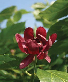 How to Grow & Care for Sweetshrub